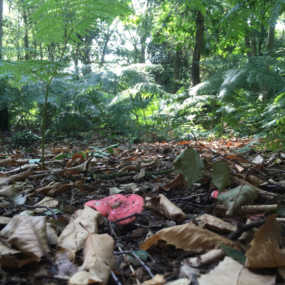 A photo of woodland leaf litter with red fungi growing in it.