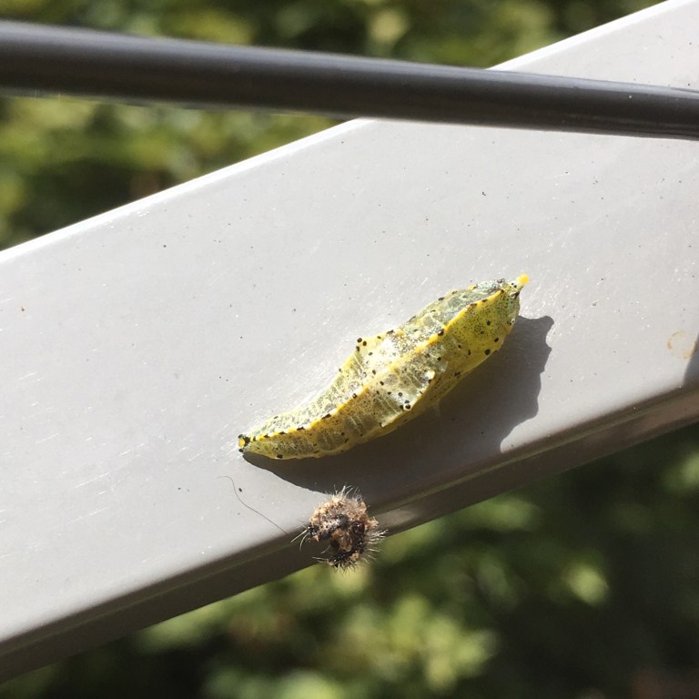 A photo of a butterfly pupae.