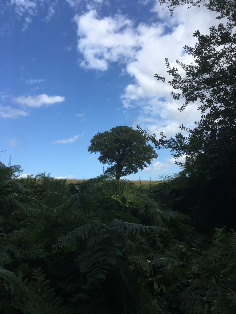 A photo of a leafy oak tree on a ridge in a meadow against a blue sky with a few white clouds