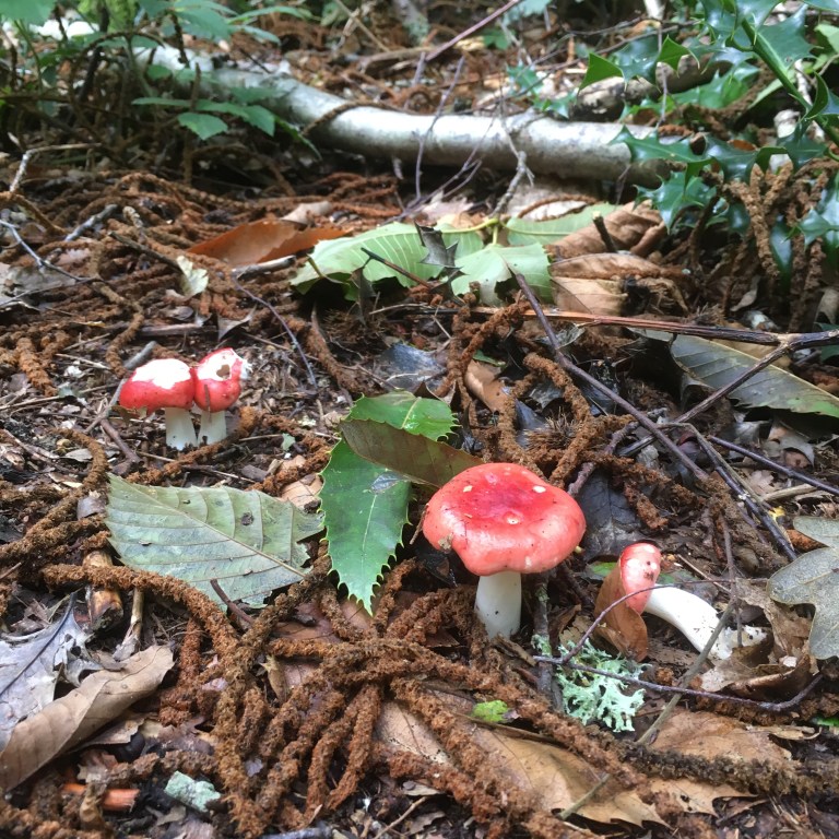 A photo of red capped fungi amongst the rotting leaves of a woodland floor