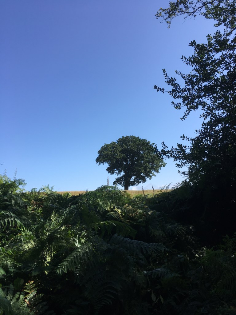 A photo of a leafy oak tree on a ridge in a golden meadow beneath a clear blue sky 