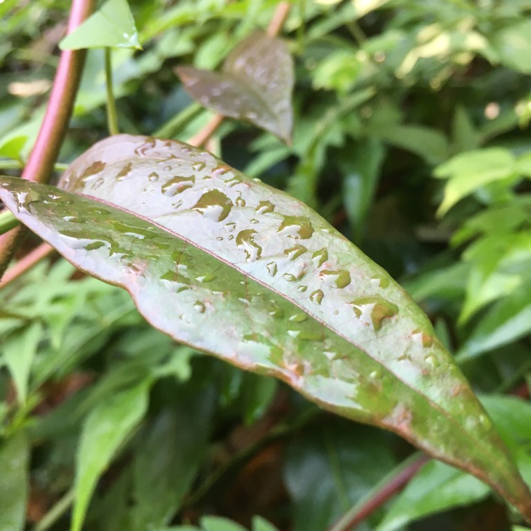 A photo of raindrops on a honeysuckle leaf