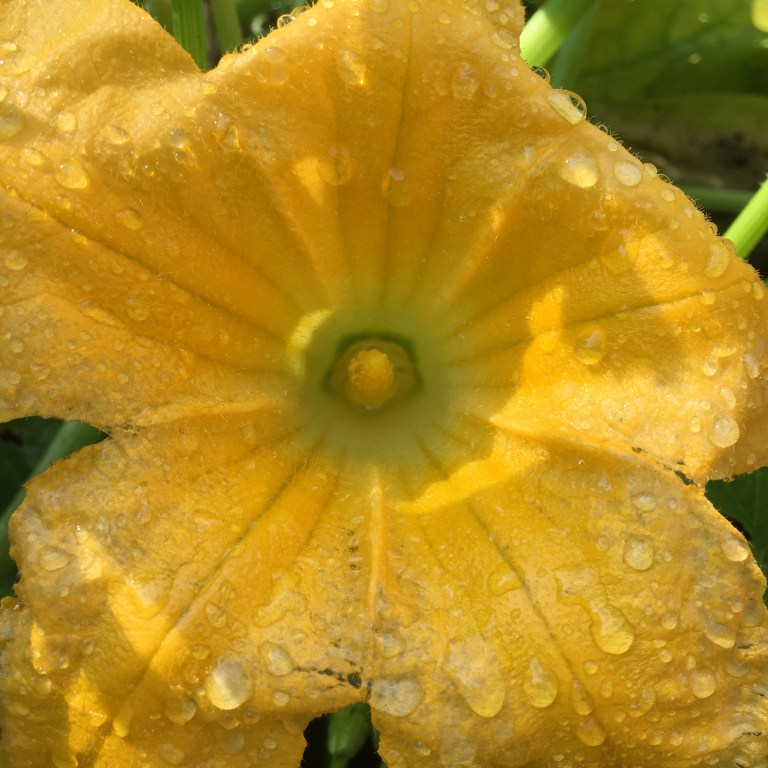 A photo of raindrops on a courgette flower