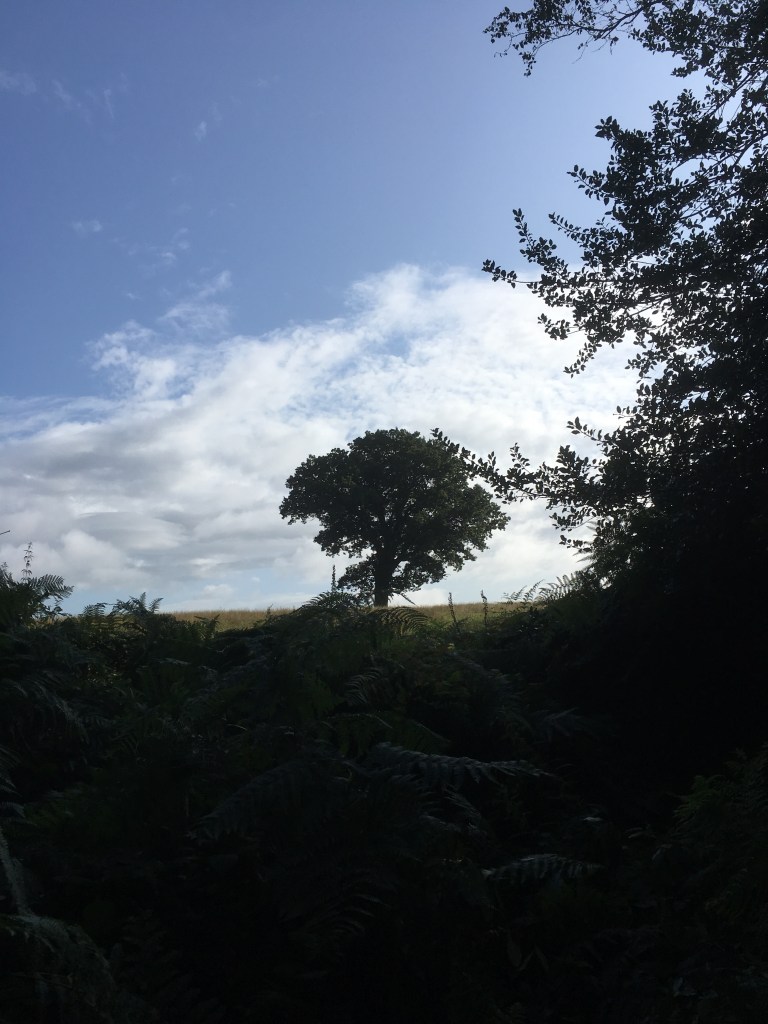 A photo of a leafy oak tree on a ridge in a golden meadow under a blue sky smeared with white cloud 