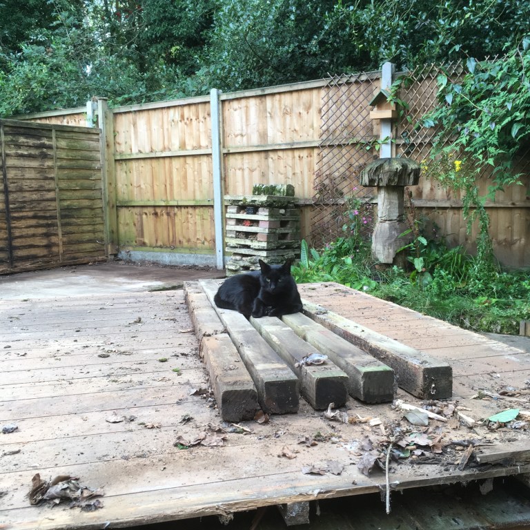A photo of a black cat lying on top of rotting shed panels stacked flat in the middle of a garden 