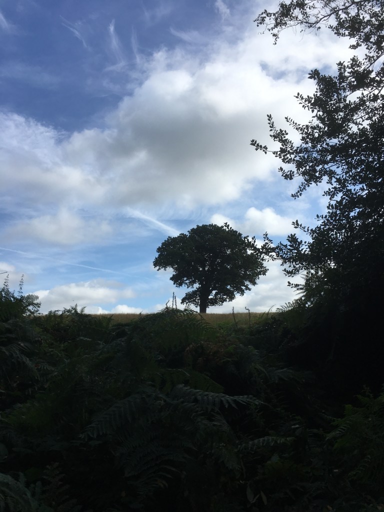 A photo of a leafy oak tree on a ridge in a golden meadow under a blue sky scattered with white clouds
