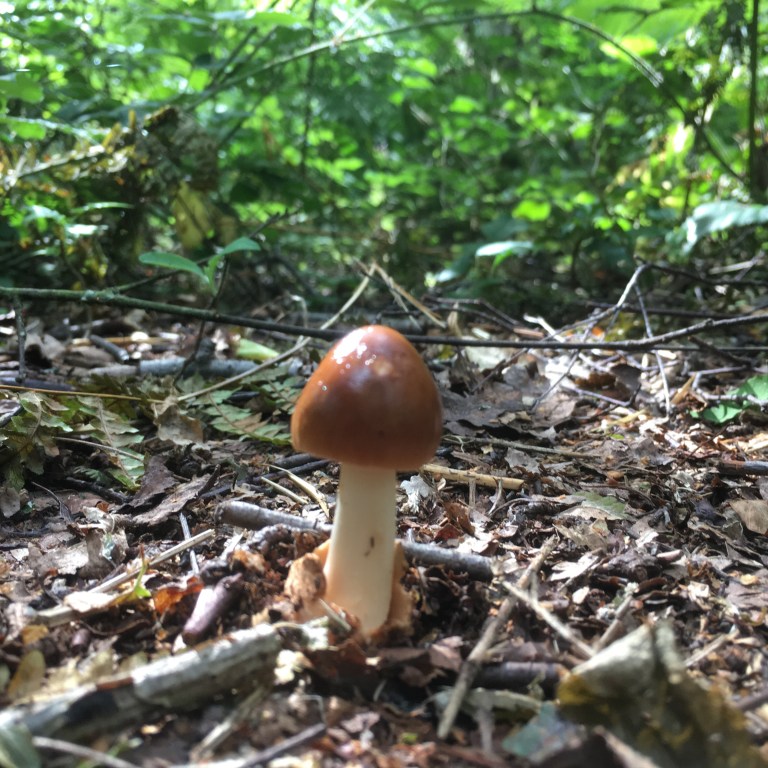 A photo of a mushroom with a white stalk and brown cap growing in woodland leaf litter 
