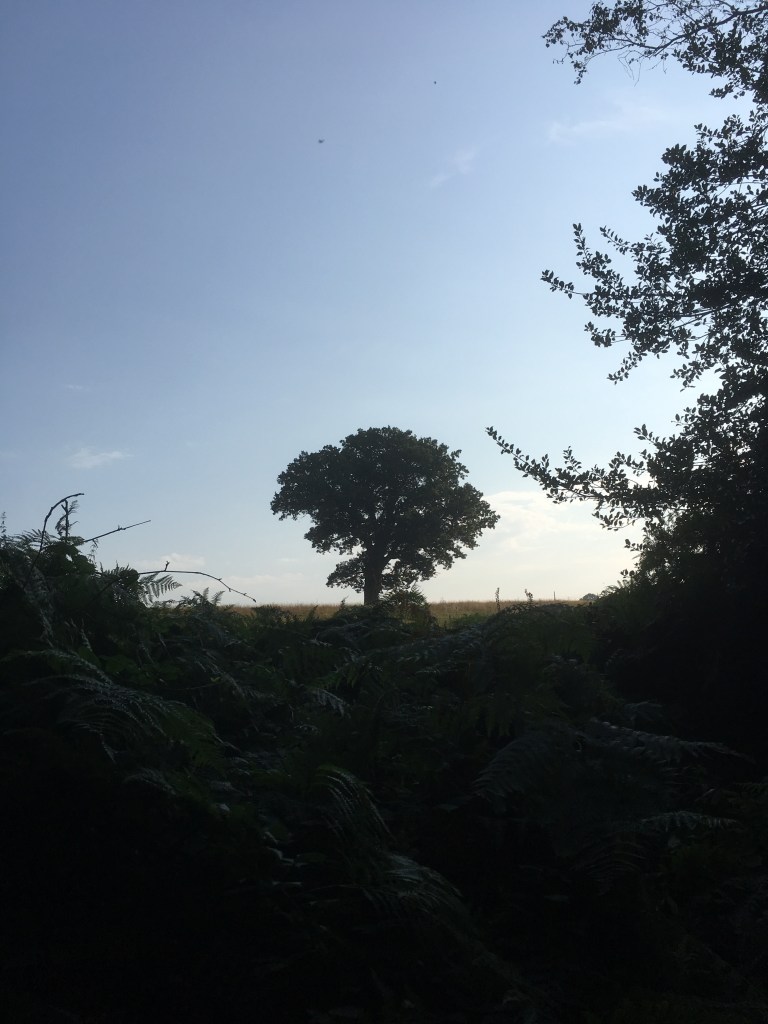 A photo of a leafy oak tree on a ridge in a golden meadow under a clear blue sky