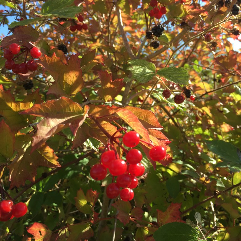 A photo of red and purple berries amongst autumnal leaves.