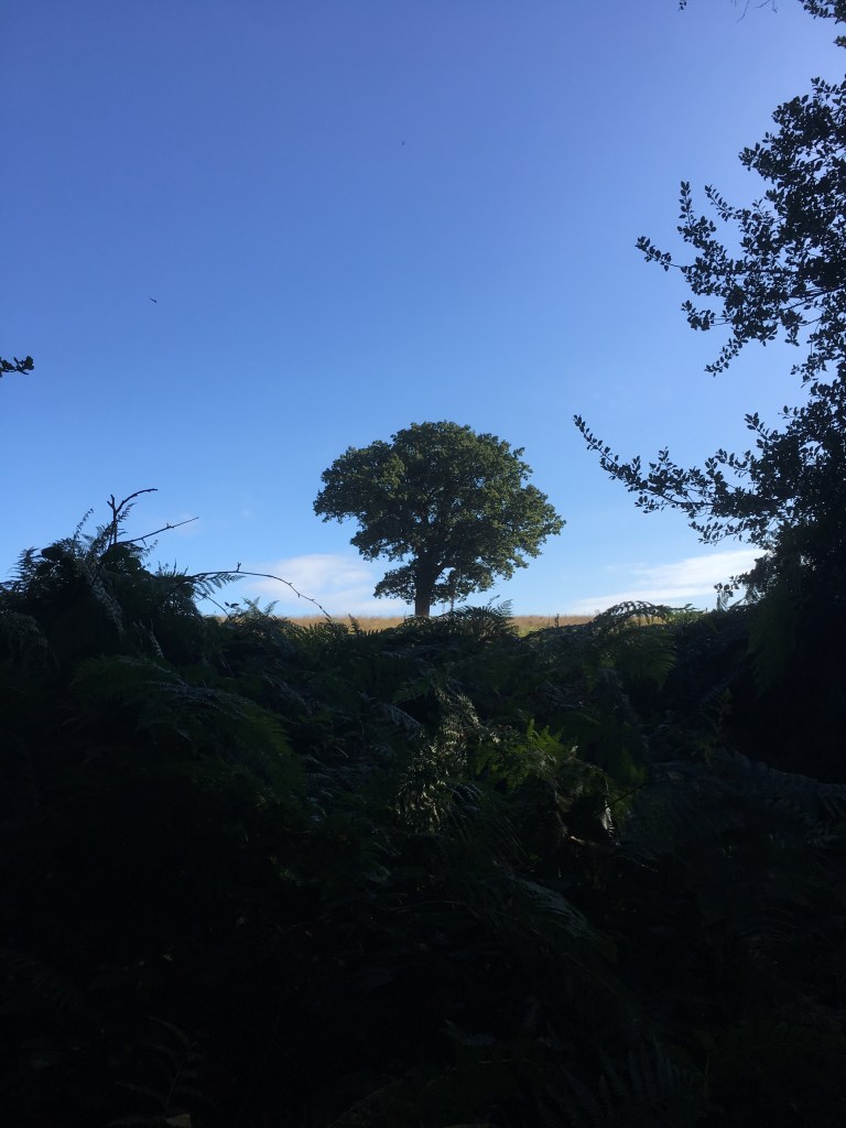 A photo of a tree on a ridge in a golden meadow against a clear blue sky