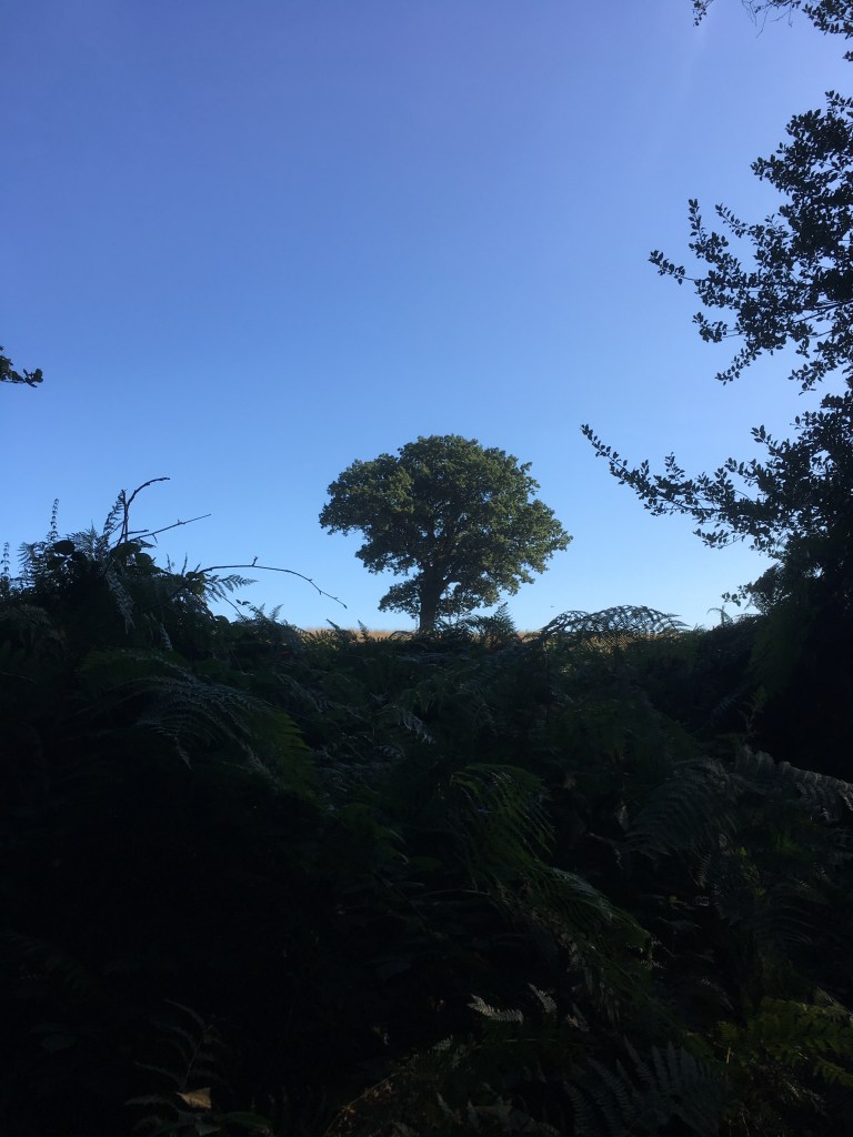 A photo of a leafy oak tree on a ridge in a golden meadow against a clear blue sky