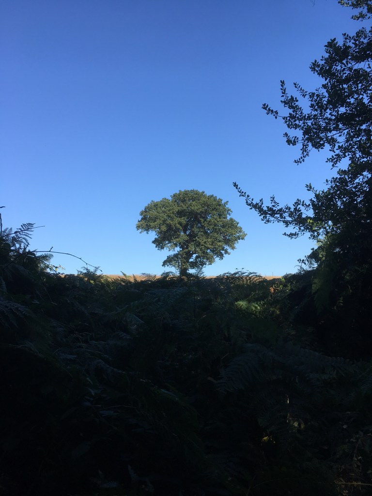 A photo of a leafy oak tree on a ridge in a golden meadow under a clear azure blue sky 