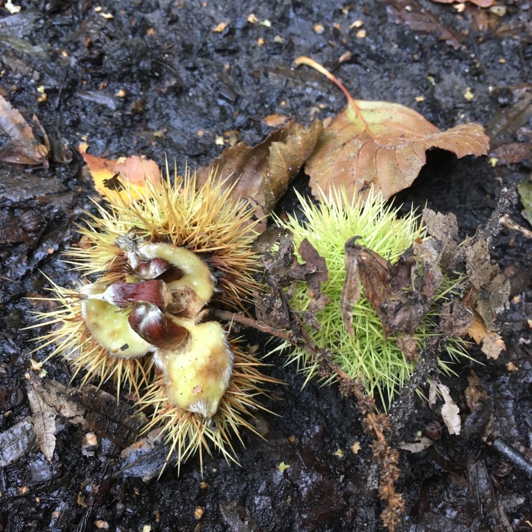 A photo of open chestnut cases on muddy ground