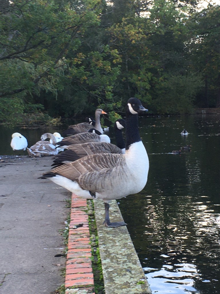 A photo of a row of geese standing on the bank of a lake