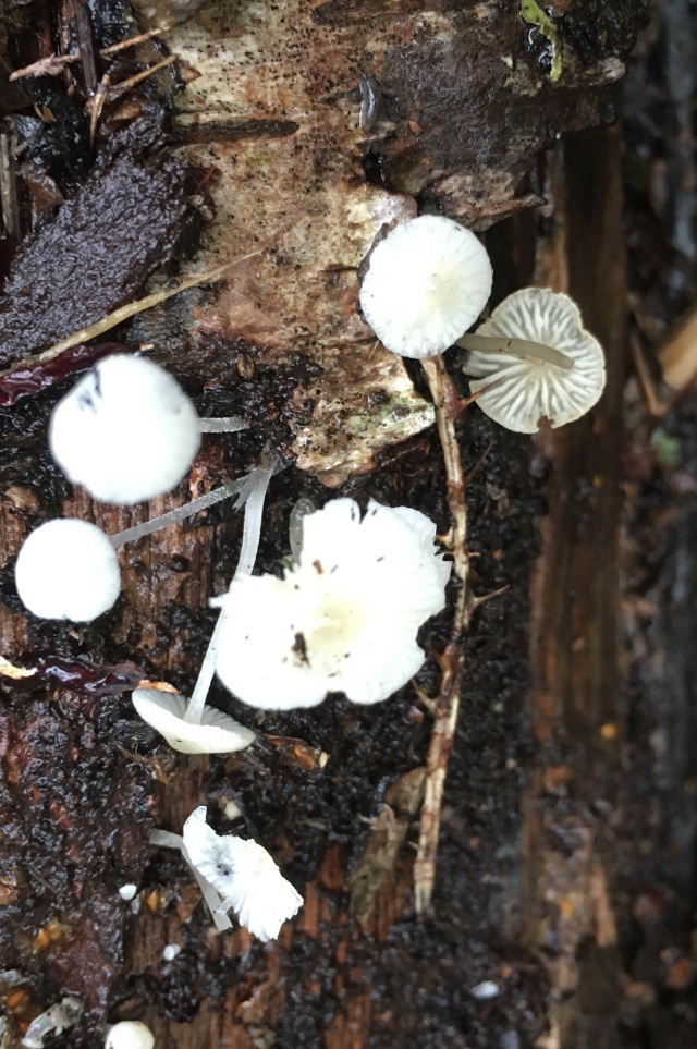 A photo of small white mushrooms growing out of the bark of a wet, rotting log