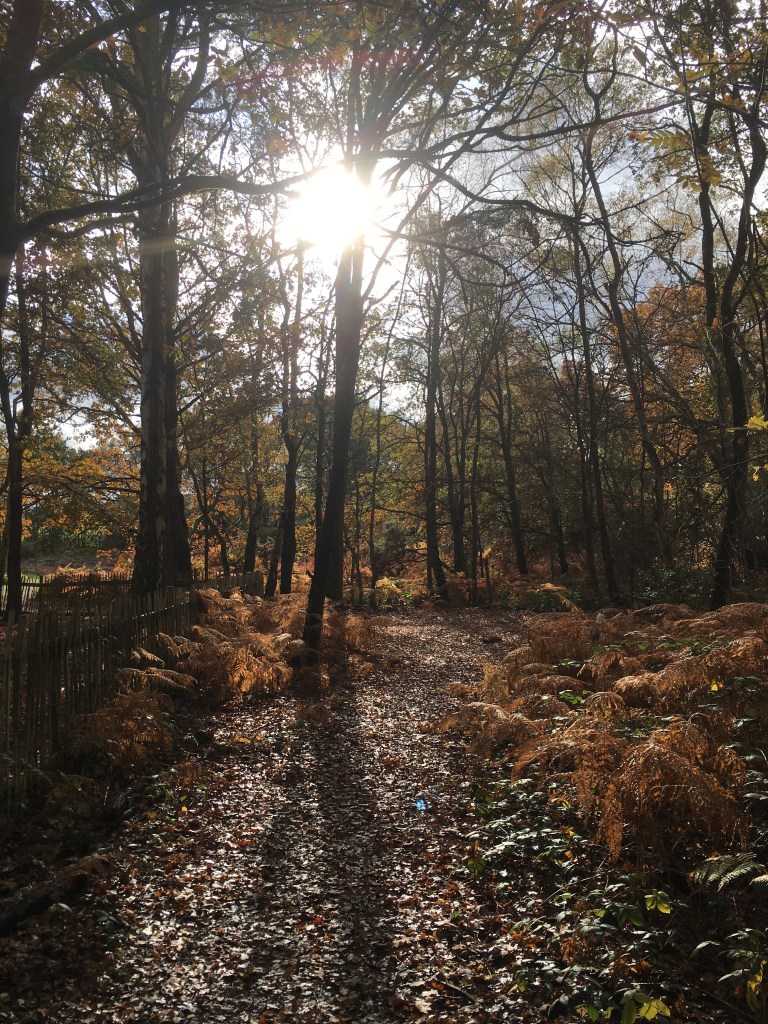A photo of sun slanting into an autumnal woodland copse