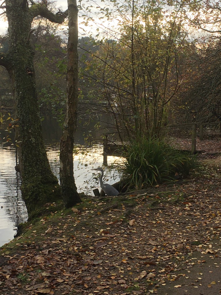 A photo of a grey heron on the banks of a lake surrounded by autumnal leaves