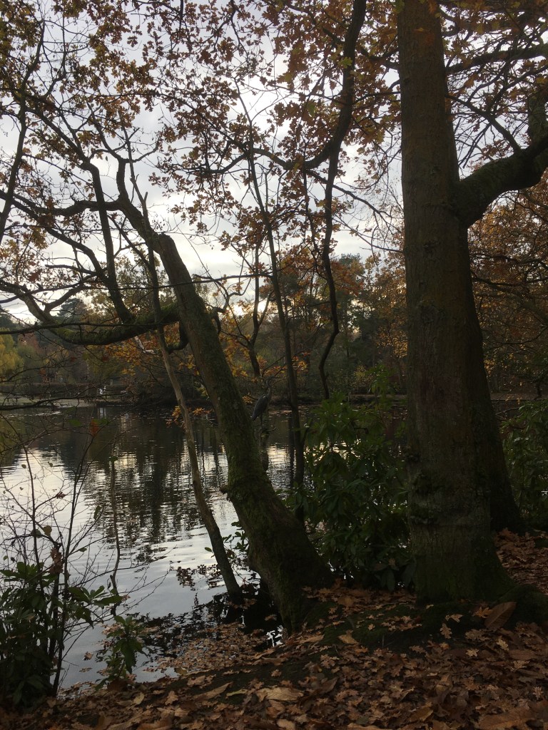 A photo of a grey heron standing on the end of a tree trunk that is leaning out over a lake