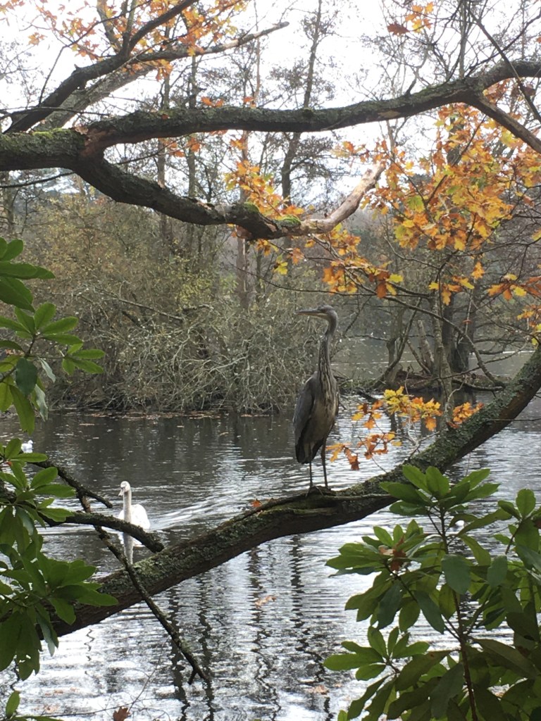 A photo of a grey heron standing on a tree trunk leaning out over a lake whilst a swan swims up behind