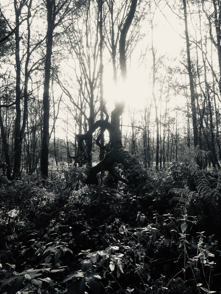 A photo of sunlight streaming through bare trees in a wood. A fallen tree arcs across foliage in the foreground 