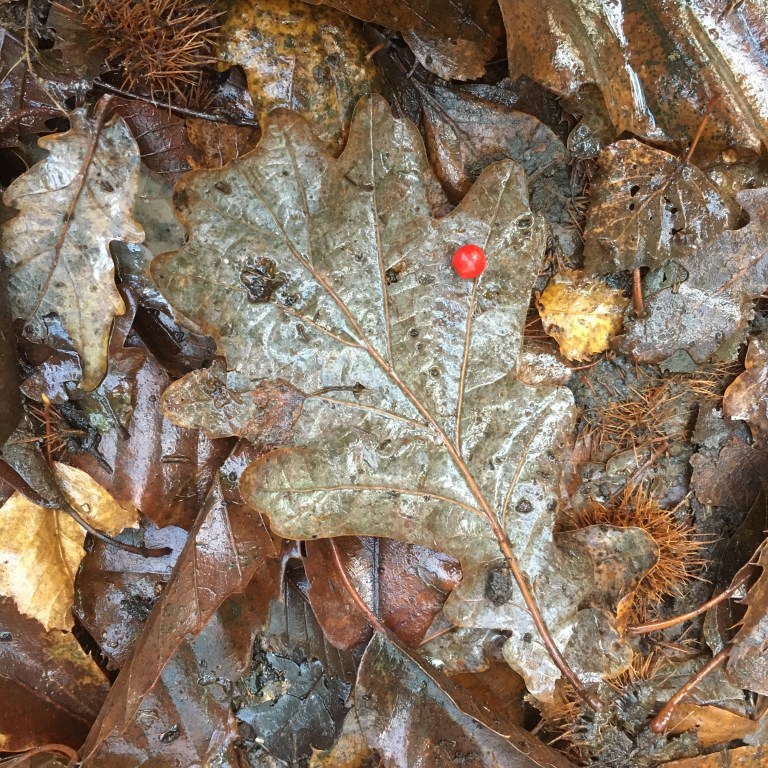 A photo of brown oak leaves and chestnut cases and a single red holly berry on a woodland floor