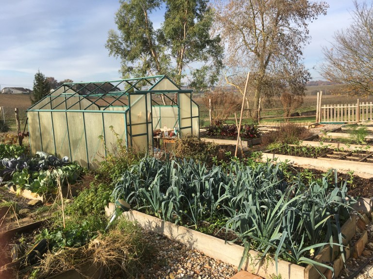 A photo of leeks and a greenhouse in a vegetable garden