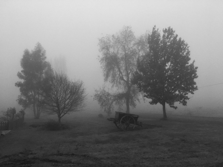 A black and white photo of a wooden cart in front of three trees emerging from thick fog