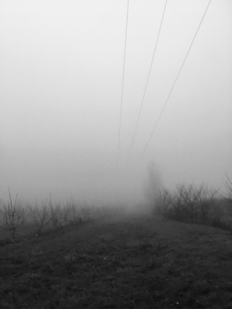 A black and white photo of a grass track though lines of orchard trees and power lines stretching into fog overhead