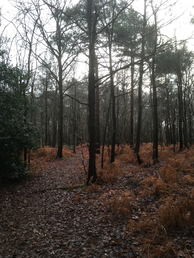 A woodland copse filled with dark bare trees and light brown dying bracken