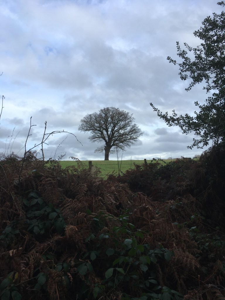 A photo of a bare oak tree on a ridge in a green meadow against a grey cloudy sky