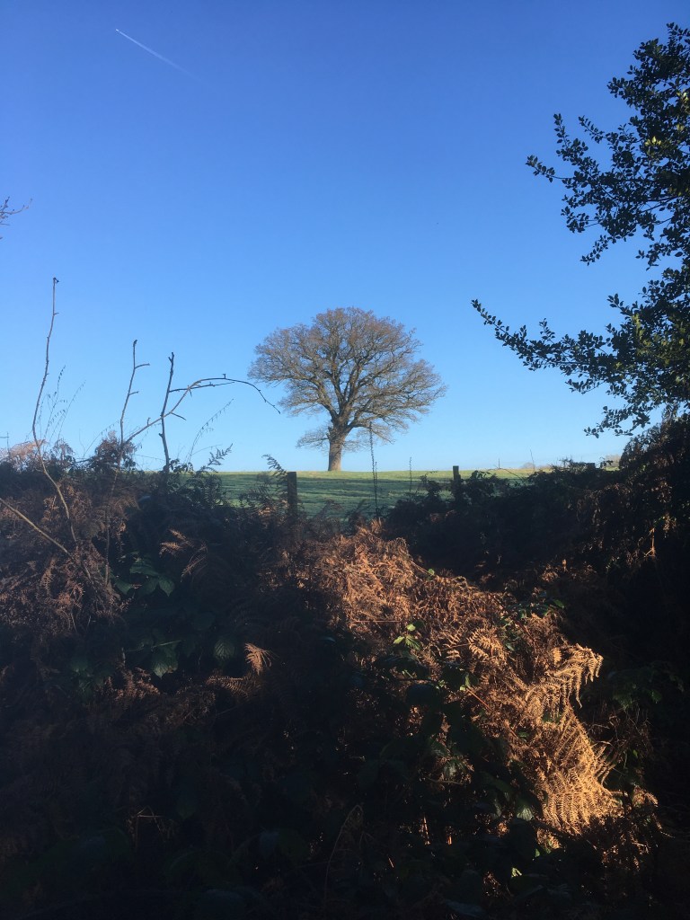 A photo of a bare oak tree on a ridge in a green meadow against a clear blue sky 