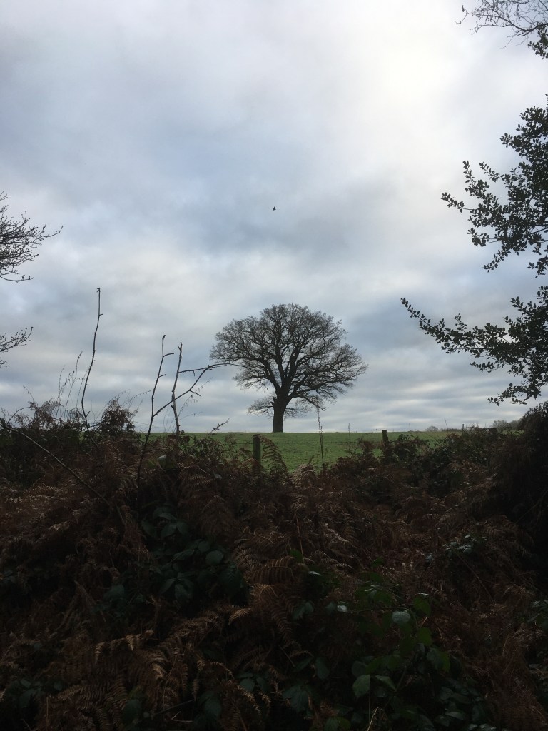 A photo of a bare oak tree on a ridge in a green meadow against a cloudy grey sky