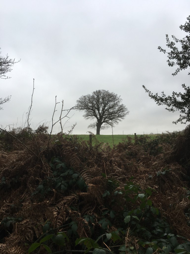 A photo of a bare oak tree on a ridge in a green meadow against a cloudy grey sky