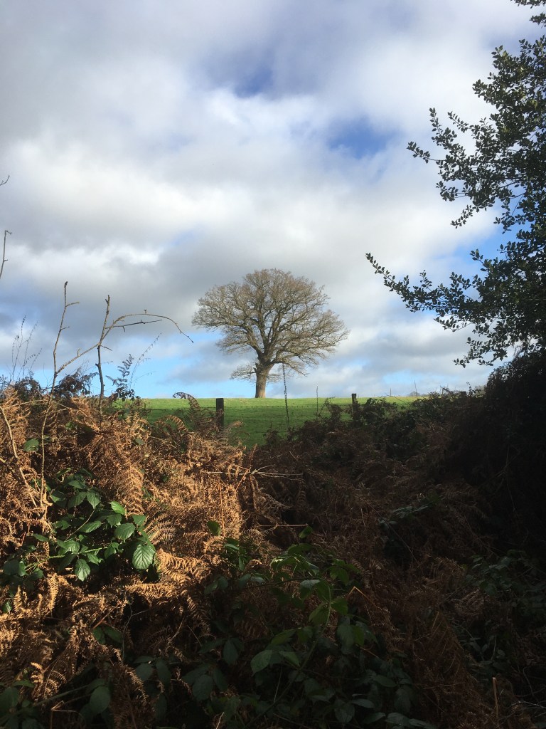 A photo of a bare oak tree on a ridge in a green meadow against a blue sky dotted with fluffy white clouds