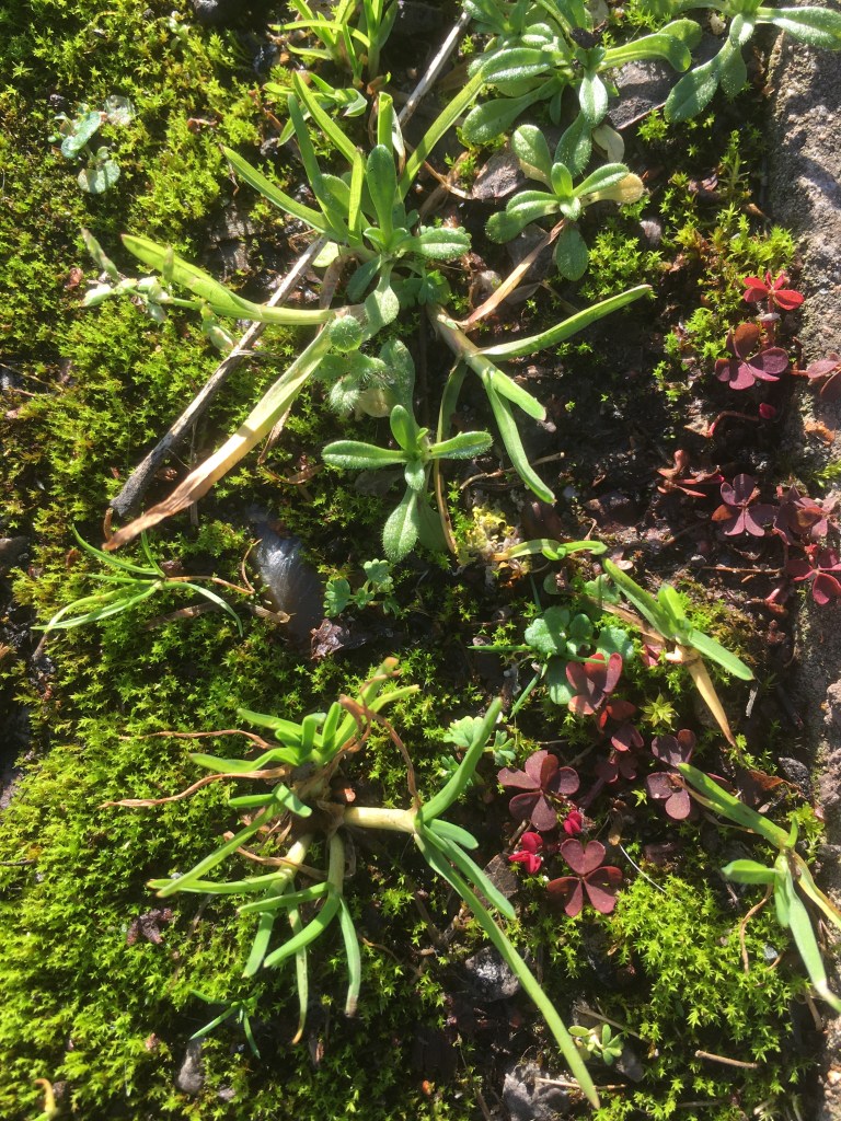 A photo of moss and small plants growing in a pavement