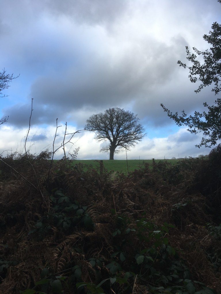 A photo of a bare oak tree on a ridge in a green meadow against a cloudy sky