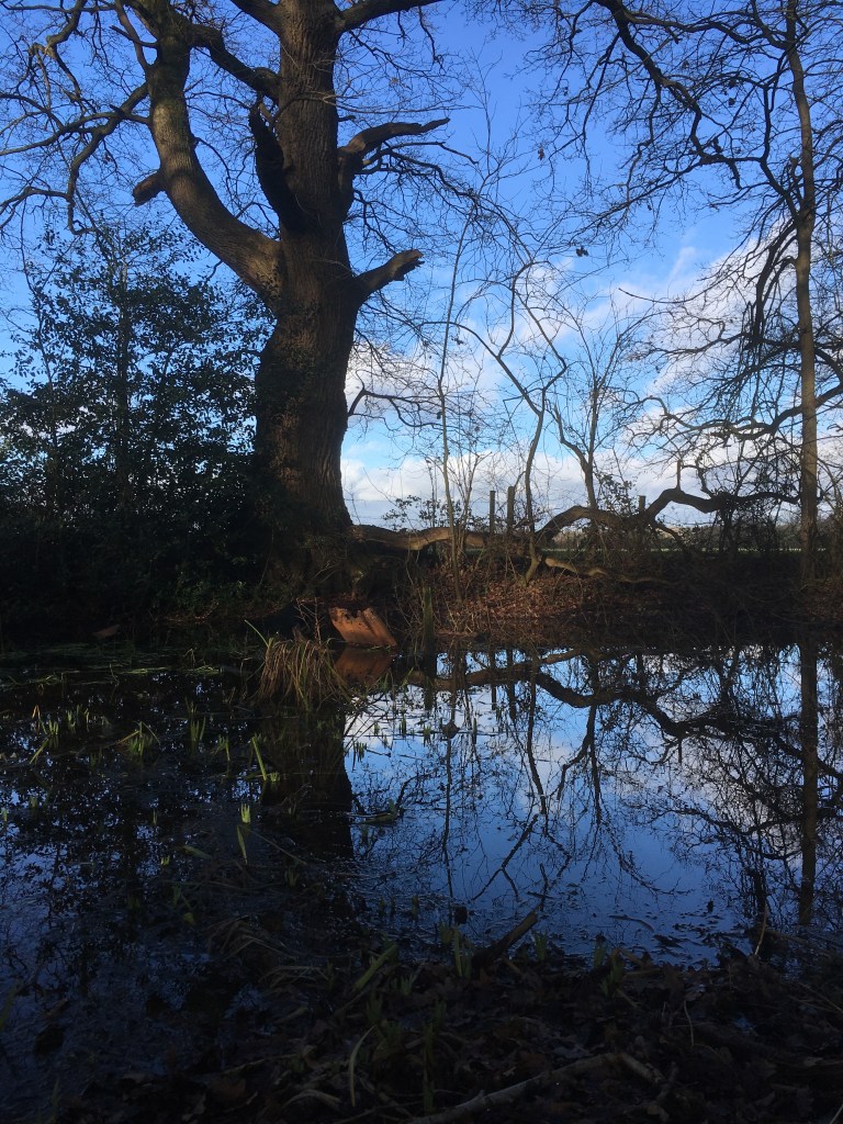 A photo of a bare tree and blue sky reflected in a small pond