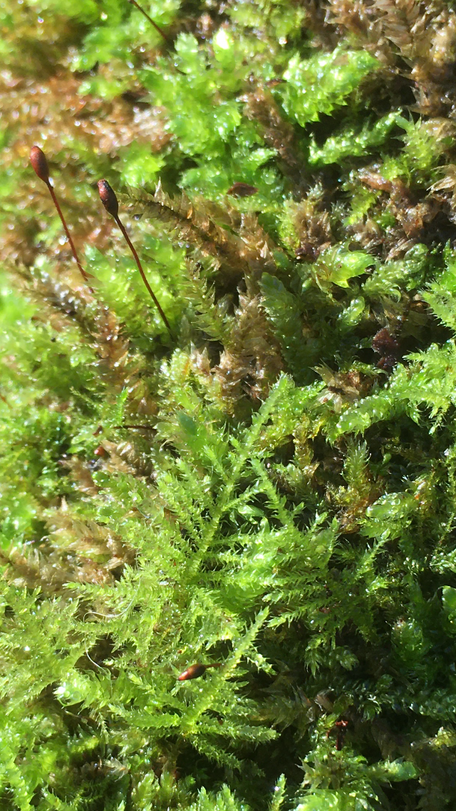 A close up photo of moss growing on a tree log