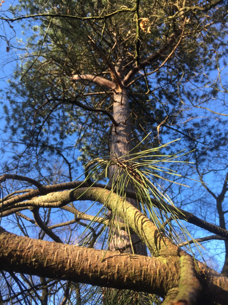 A photo looking up at a pine tree against a blue sky 