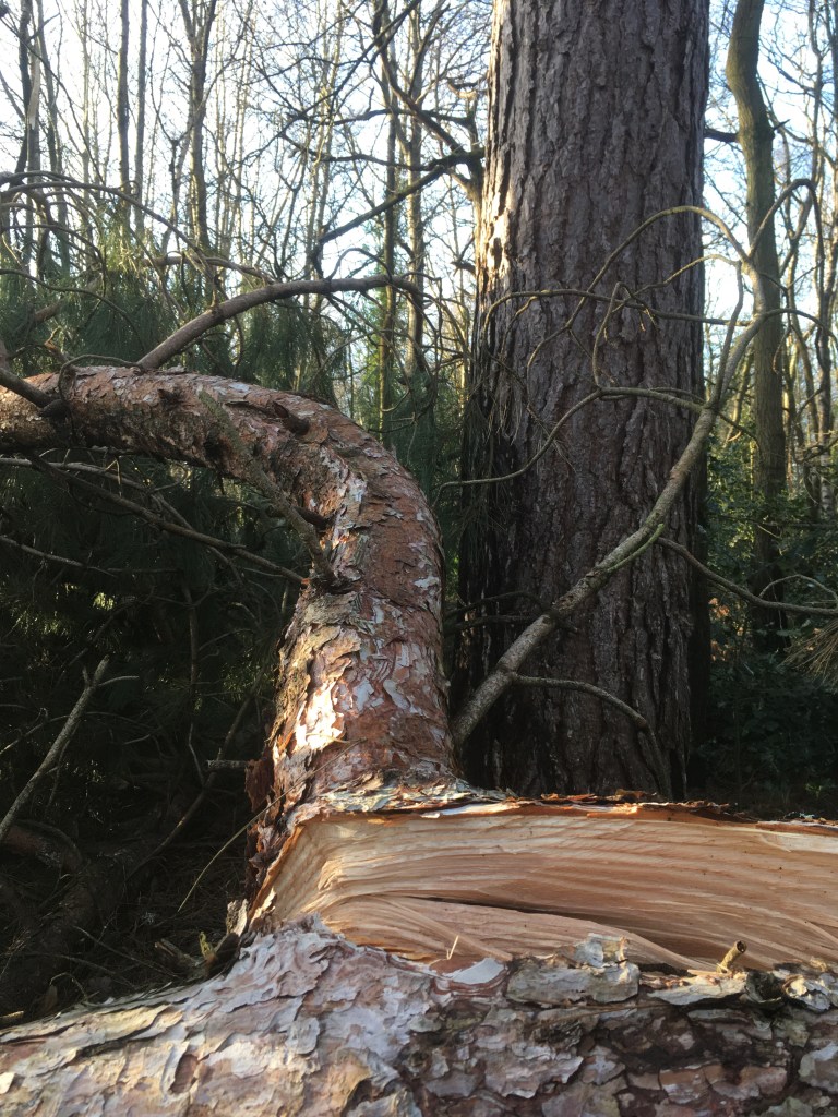 A photo of a split tree branch lying next to the tree it has fallen from 