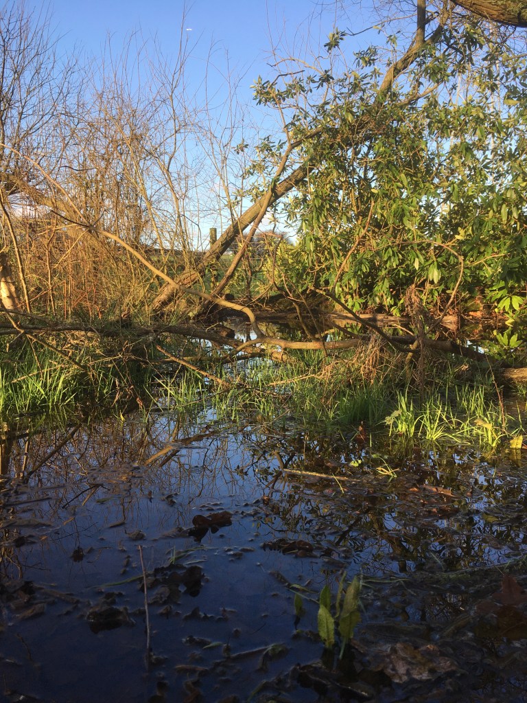 A photo of a flooded hedgerow alongside a path