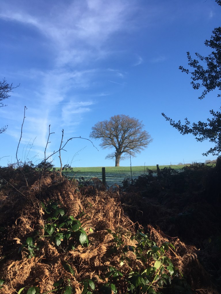 A bare oak tree on a ridge in a frosty green meadow against a blue sky