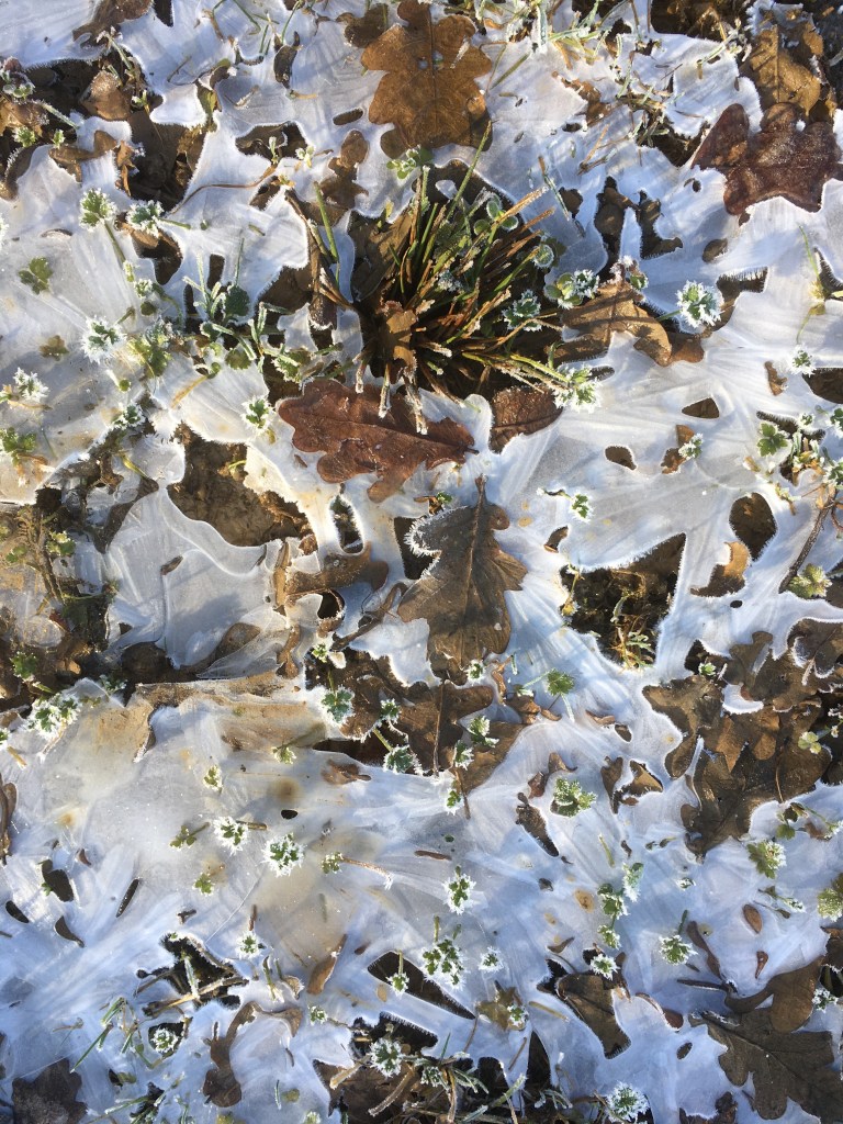 A photo of fallen leaves frozen into frosted grass