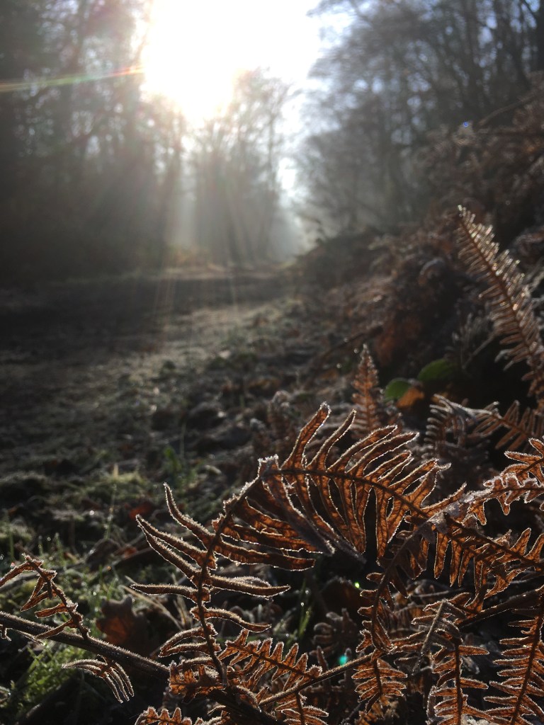 A photo of frosty brown bracken alongside a woodland path with bright sunshine beaming through the bare tree branches