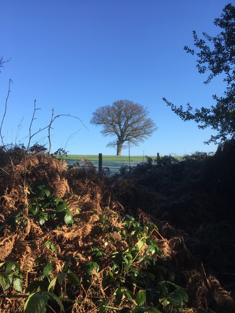 A photo of a bare oak tree on a ridge in a frosty green meadow against a blue sky