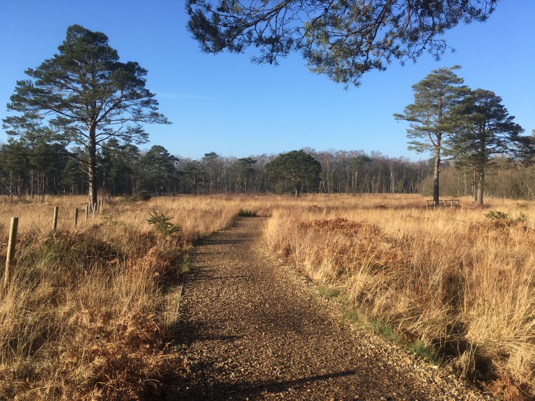 A photo of a golden path and grassland dotted with trees under a bright blue sky