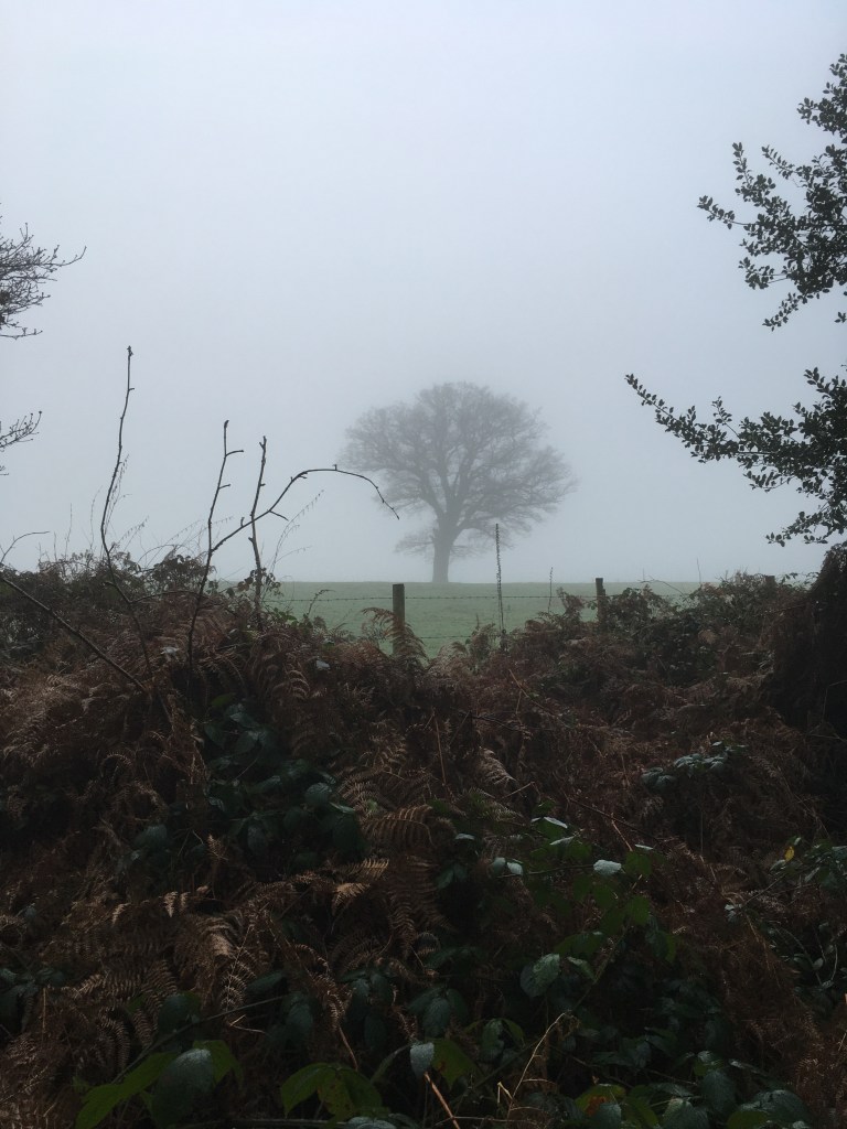 A photo of a bare oak tree shrouded in mist on a ridge in a green meadow under a grey sky