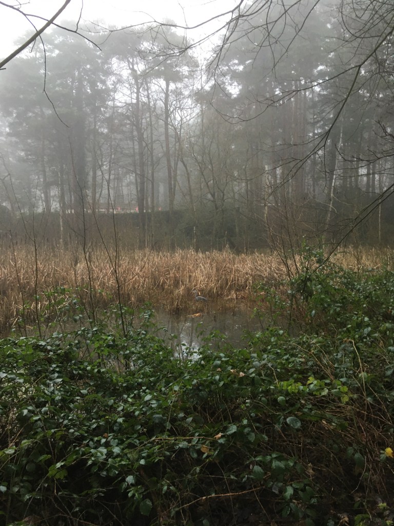 A photo of a woodland wetland. Tucked away in the centre is a small grey heron.