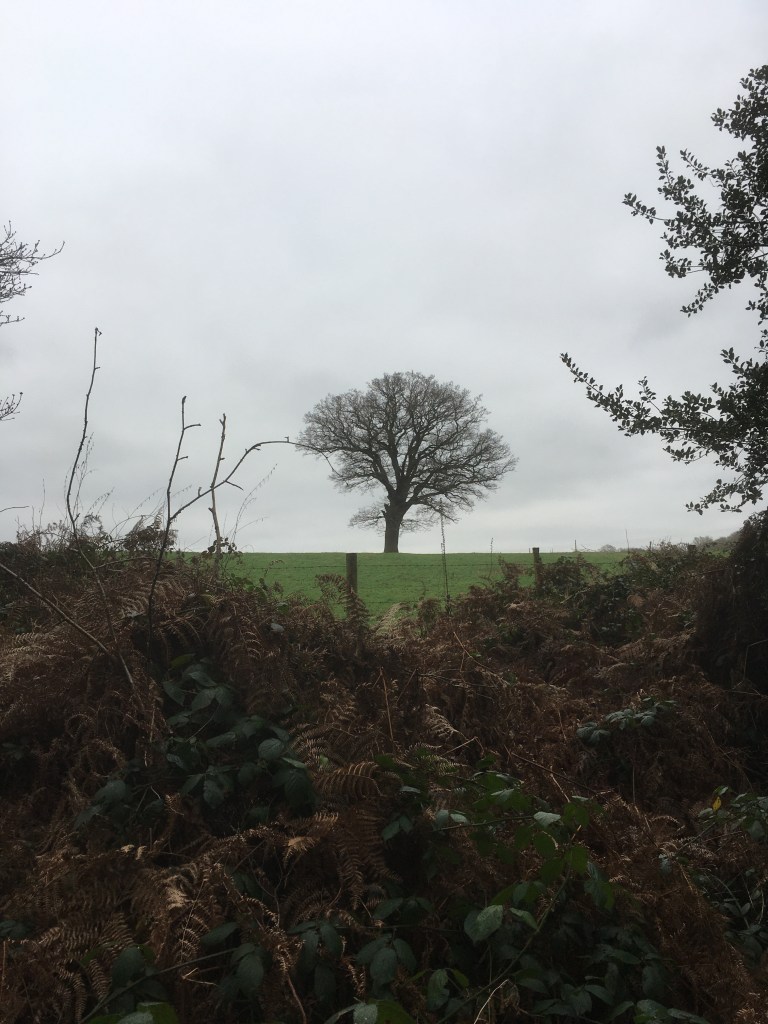 A photo of a bare oak tree on a ridge in a green meadow against a cloudy grey sky