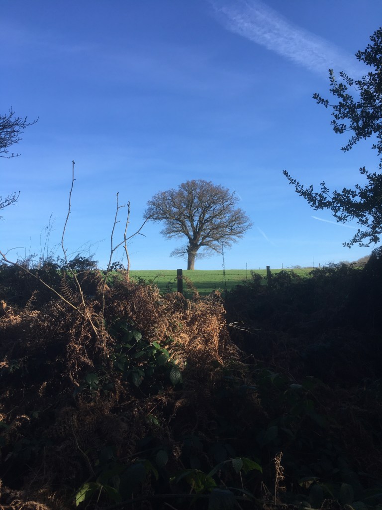 A photo of a bare oak tree on a ridge in a green meadow against a blue sky 